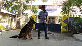 Dog boarding in chennai