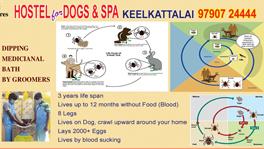 tick problem for dogs
