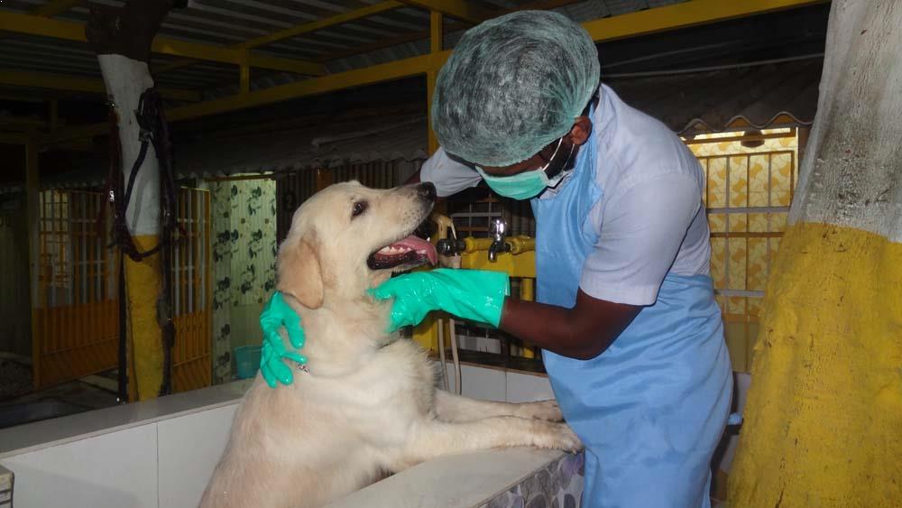 pet care services in chennai