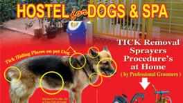 tick problem for dogs