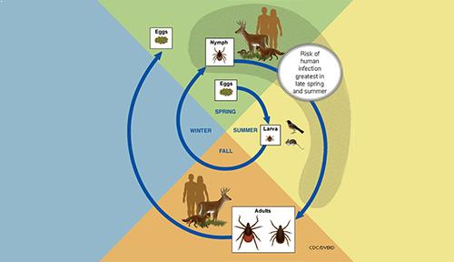 tick removal in chennai