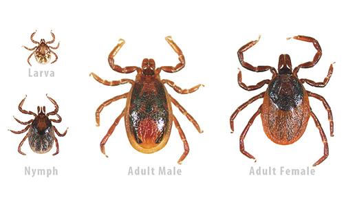 tick problem for dogs