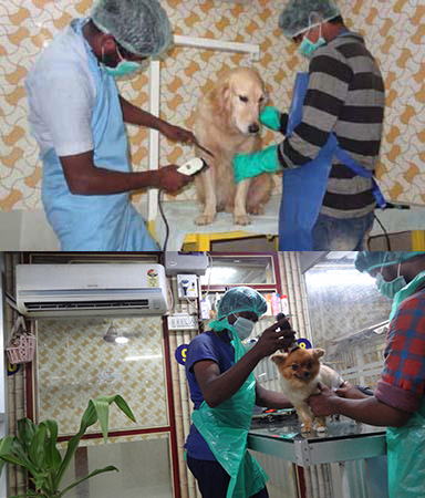 tick problem for dogs